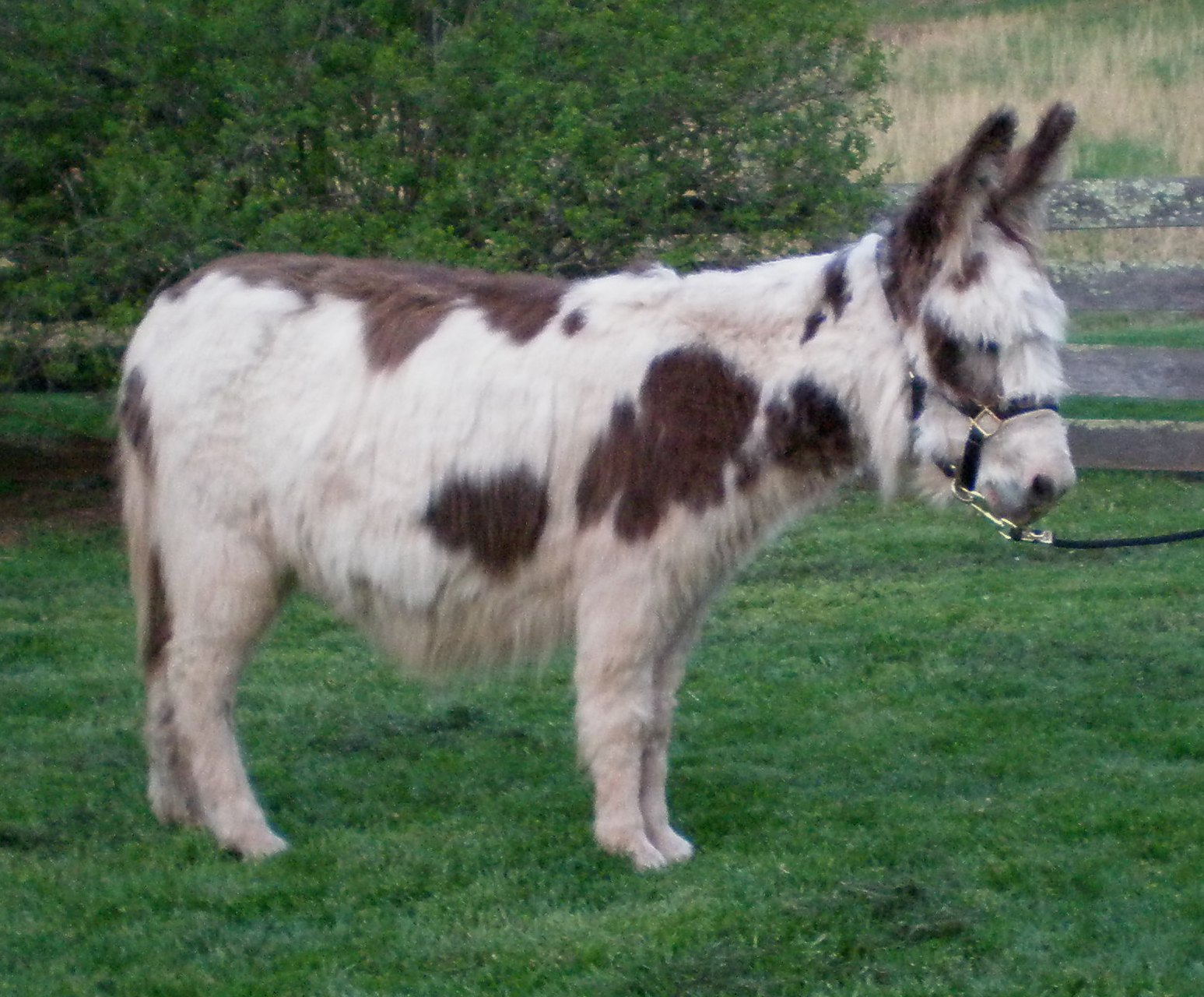 MGF Oreo