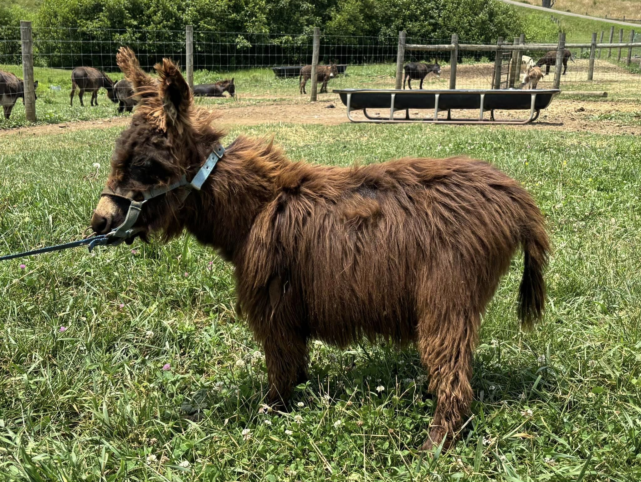 Oakwood Farm's Joker