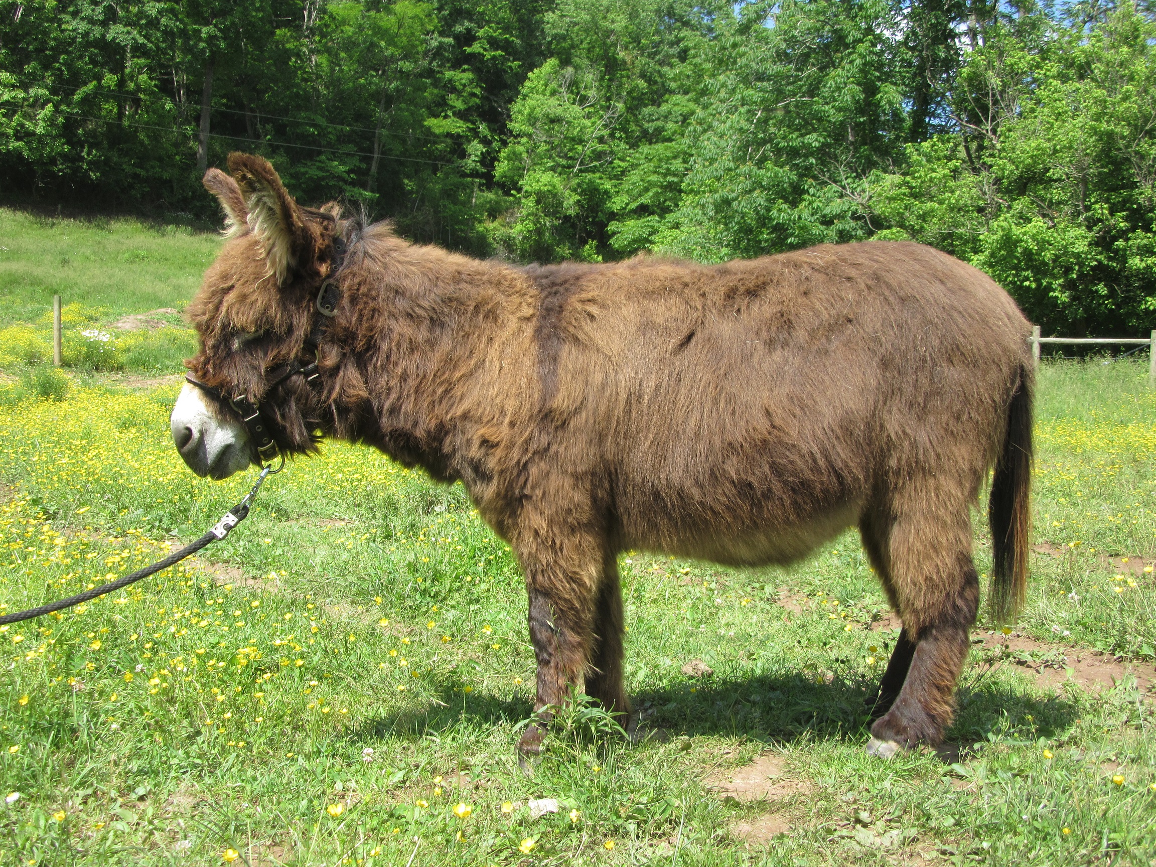 SAW Midnight Snicker'Snack