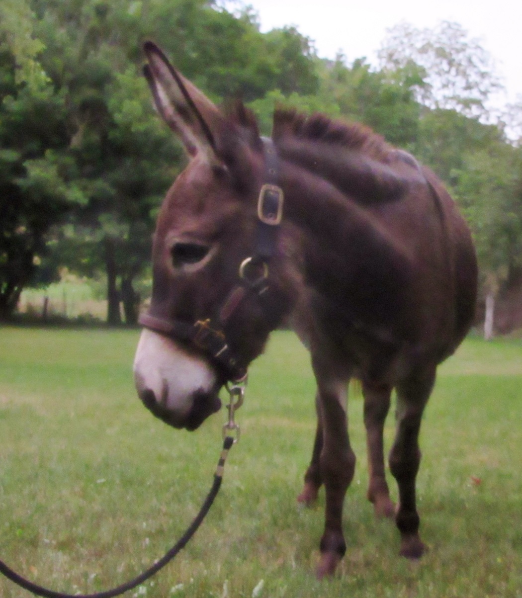 Reference Donkeys
