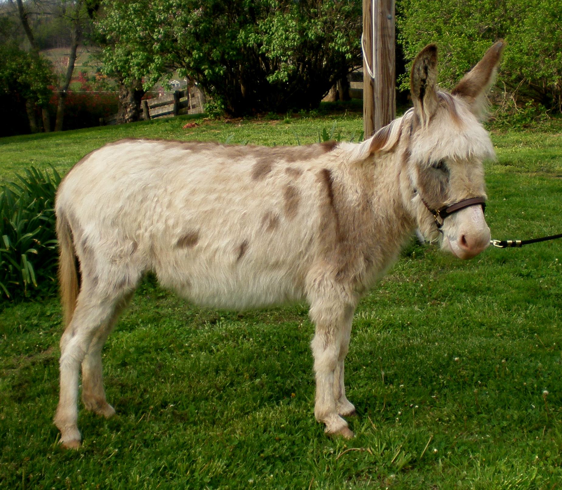Furball Acres Tabatha