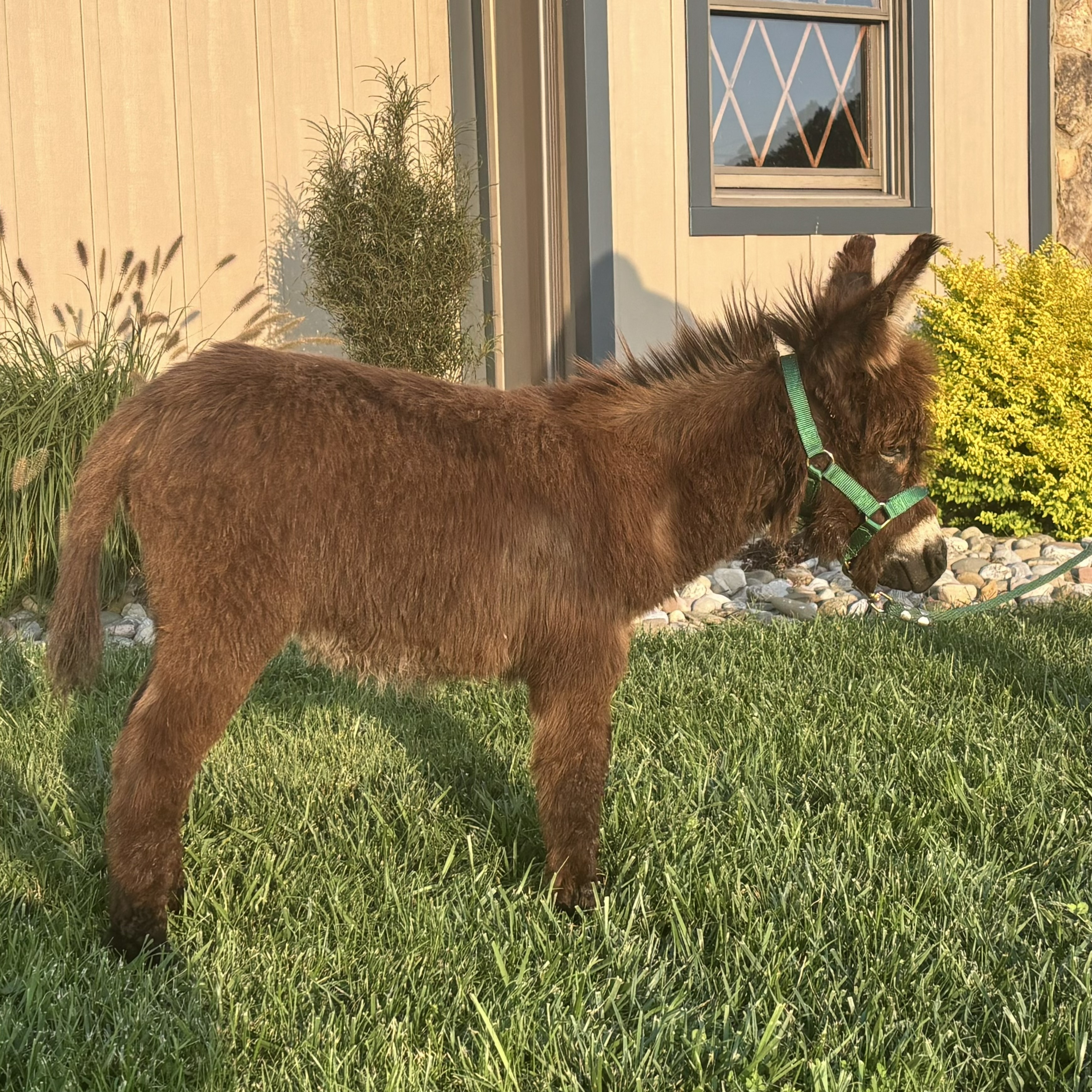 Oakwood Farms Dusty Bear
