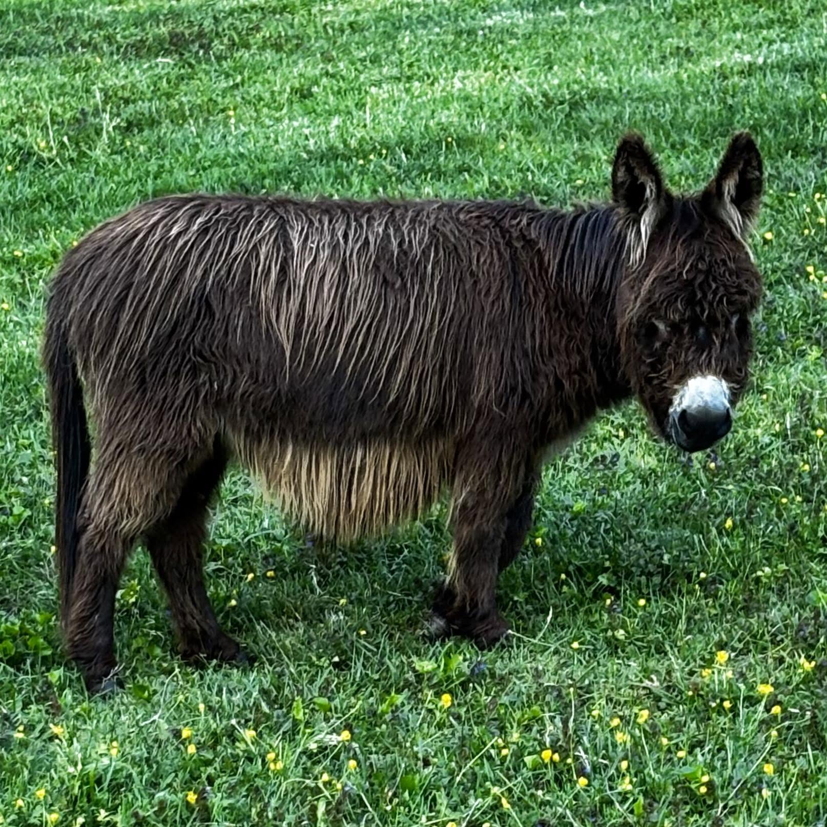 Oakwood Farm's Hershey