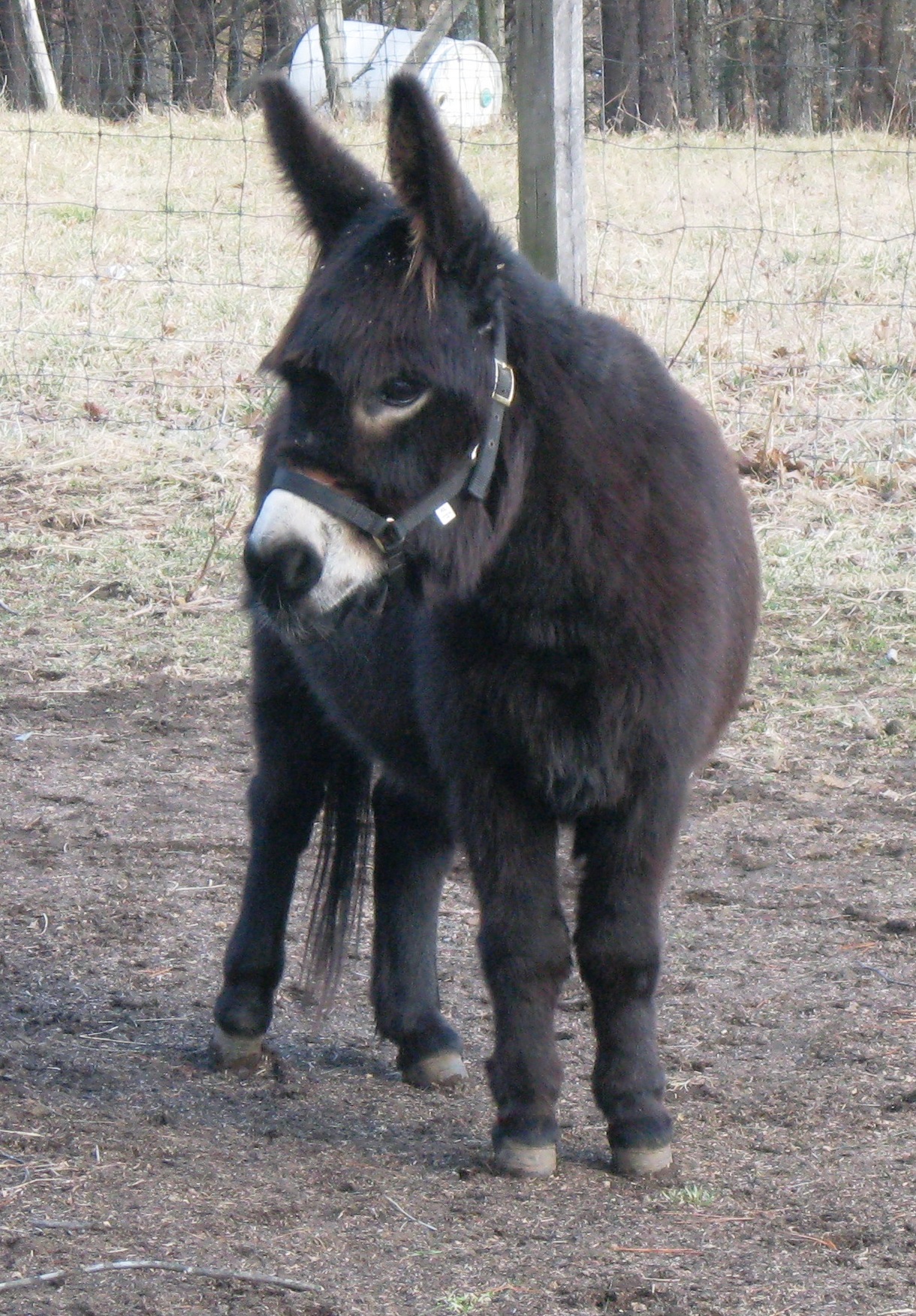 Furball Acres Raven
