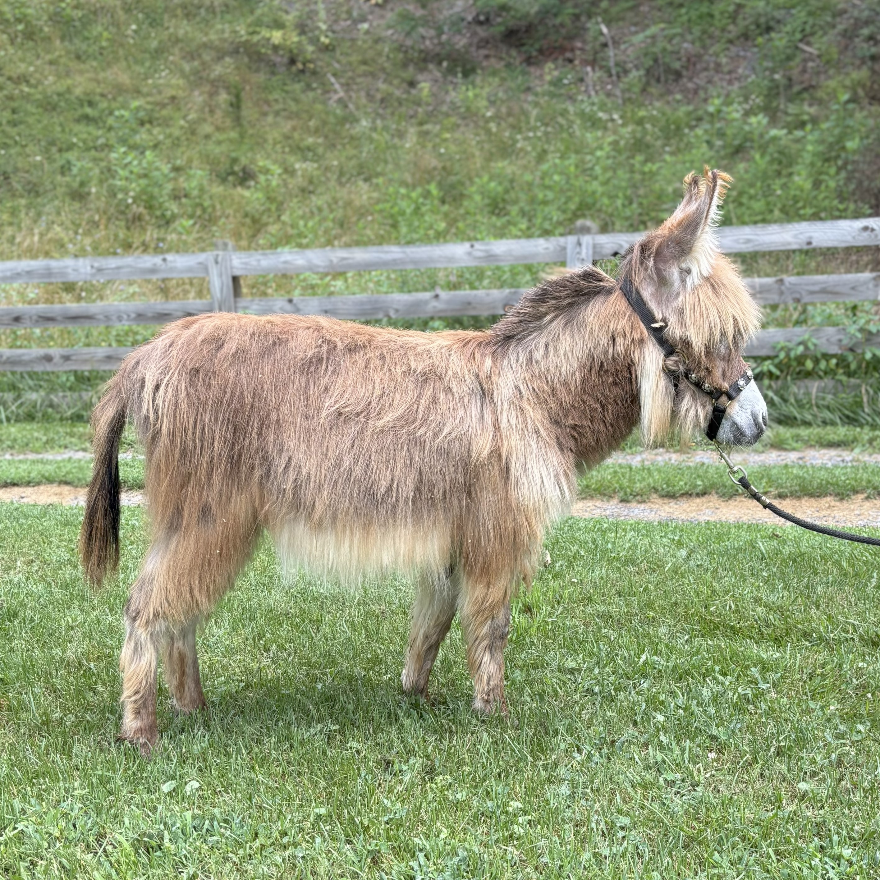 Oakwood Farm's Sunni