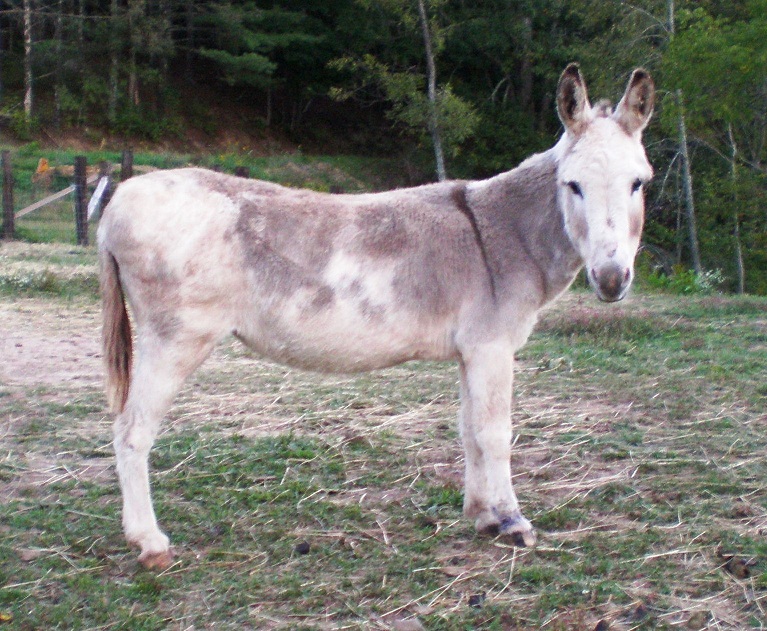 MGF Venus K'evas 7