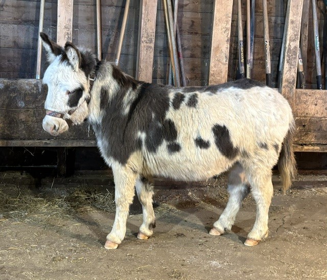 Available Donkeys