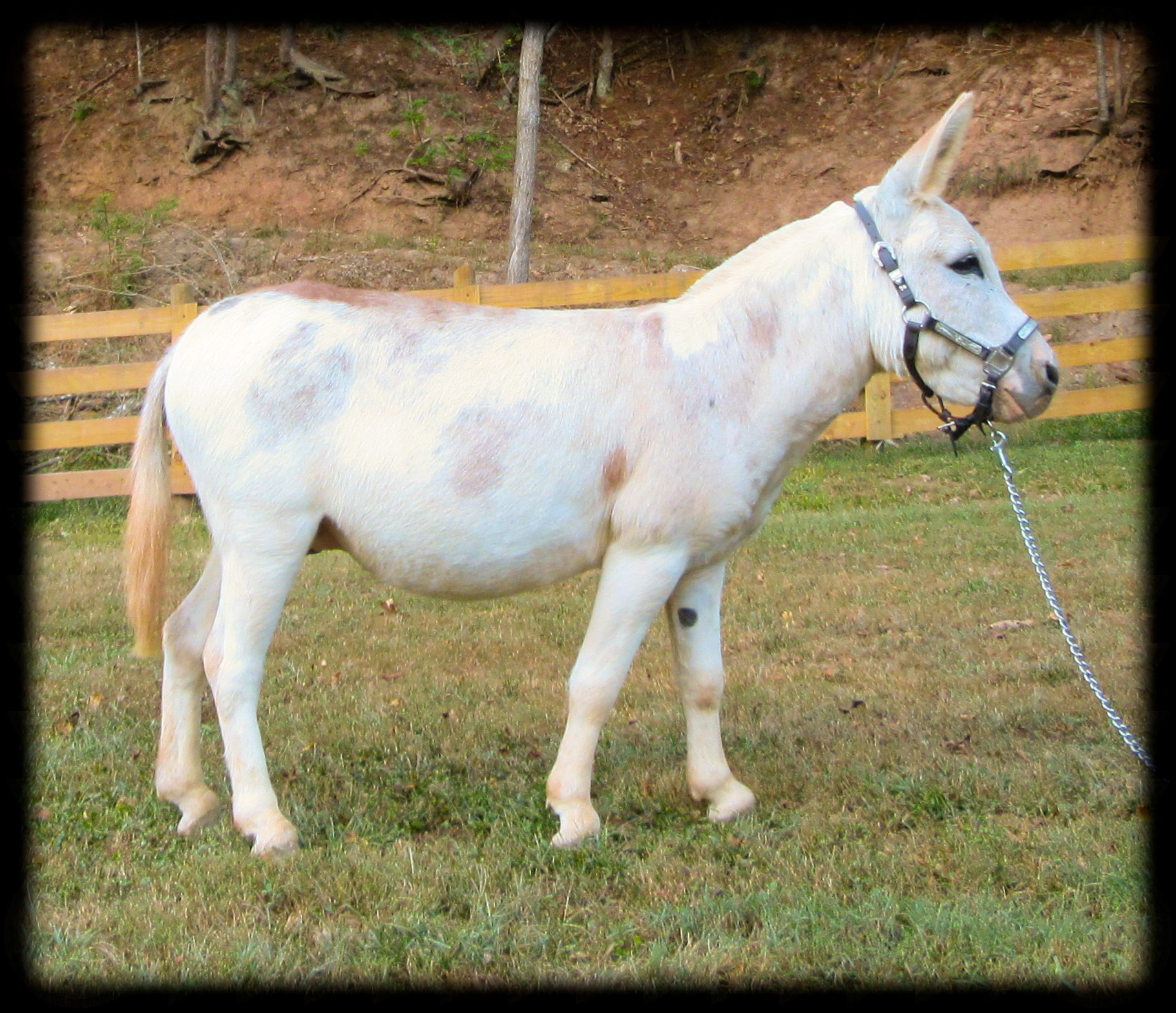 Sunset Acres Jaden