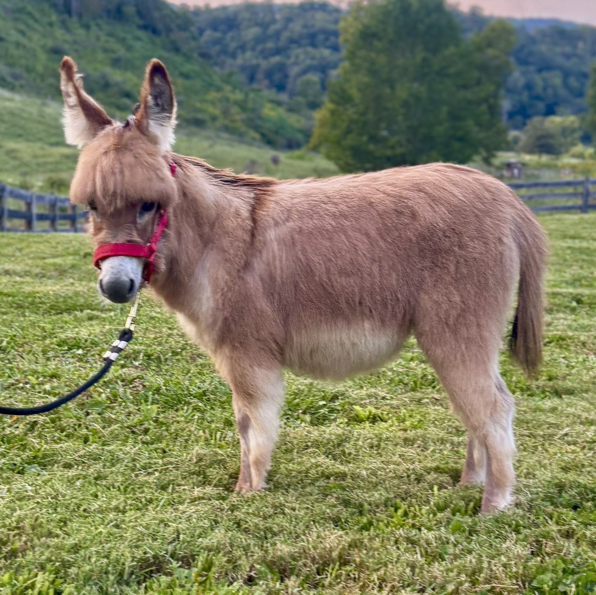 SAW Pepe