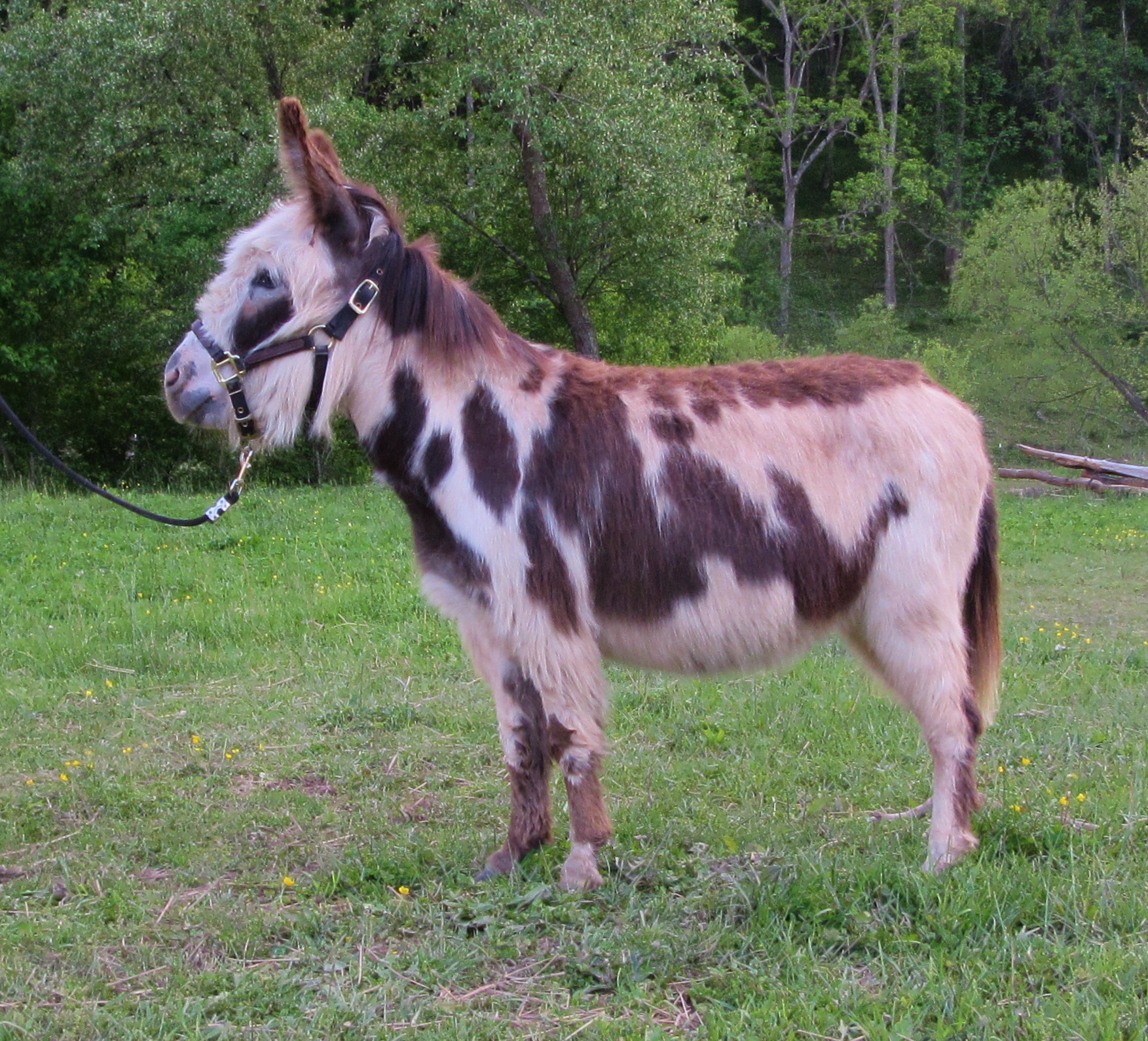 Cedar Acres Sweet Shiloh
