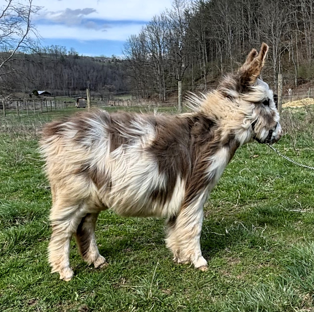 SAW Double Fluff