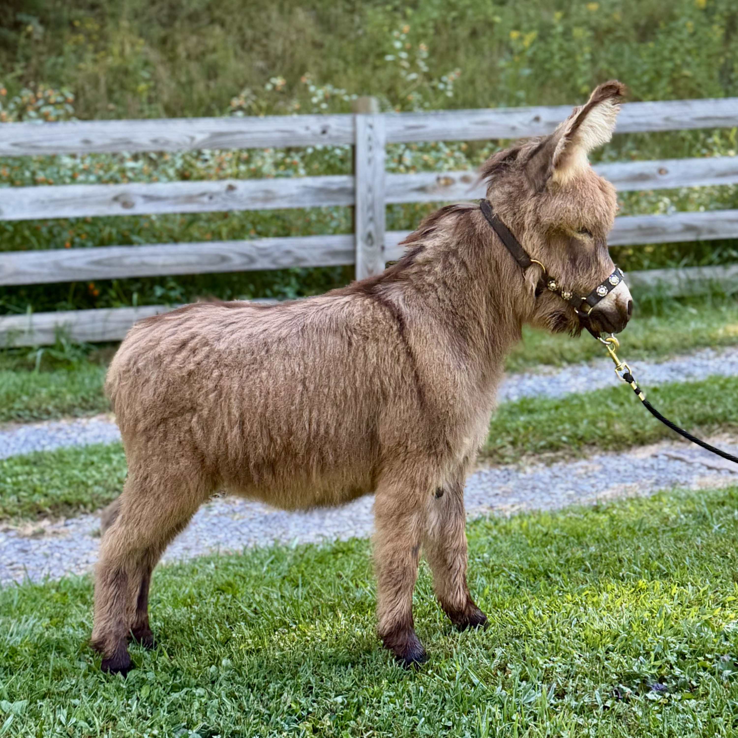 SAW Bluebell