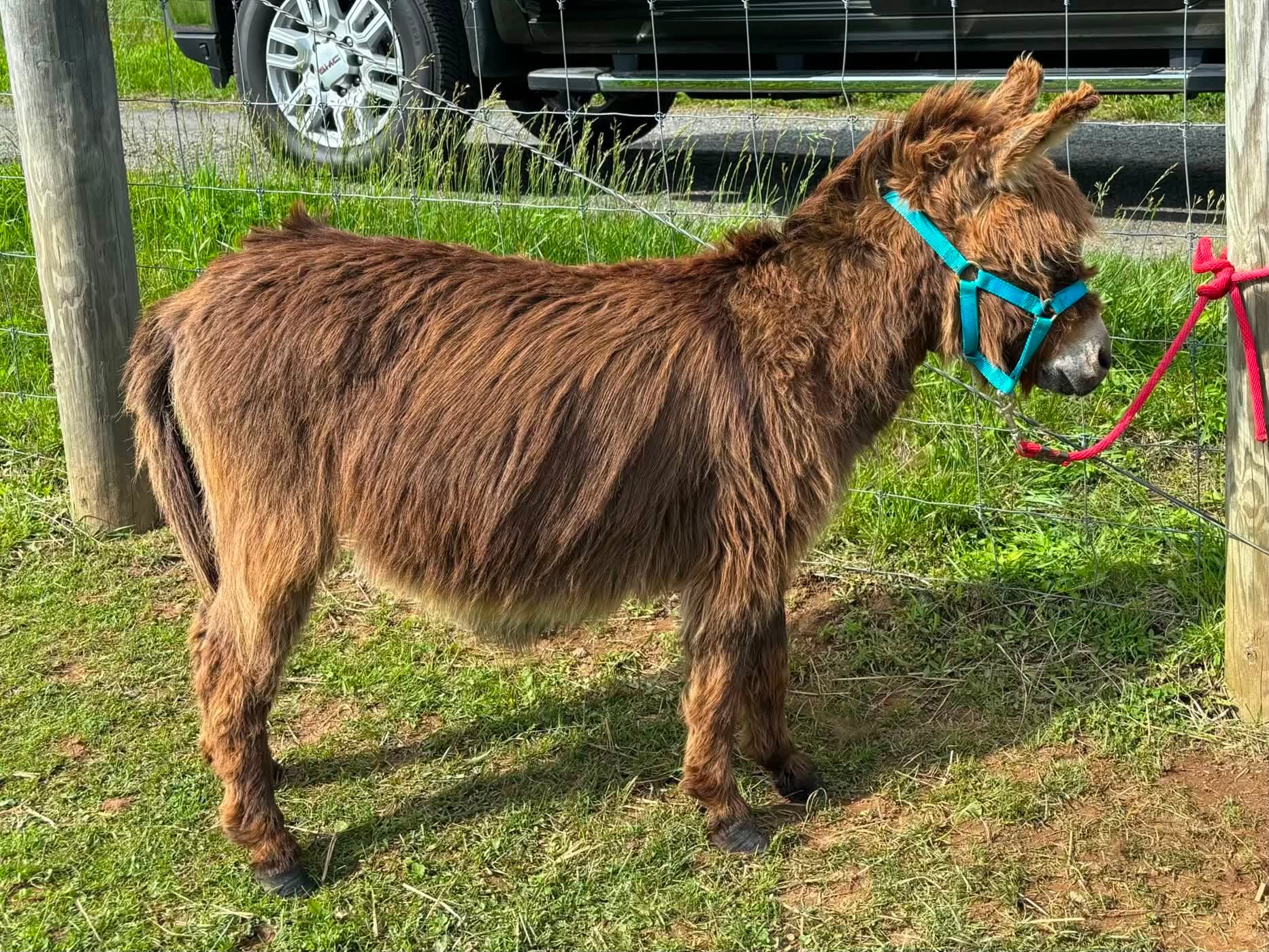Oakwood Farm's Kya